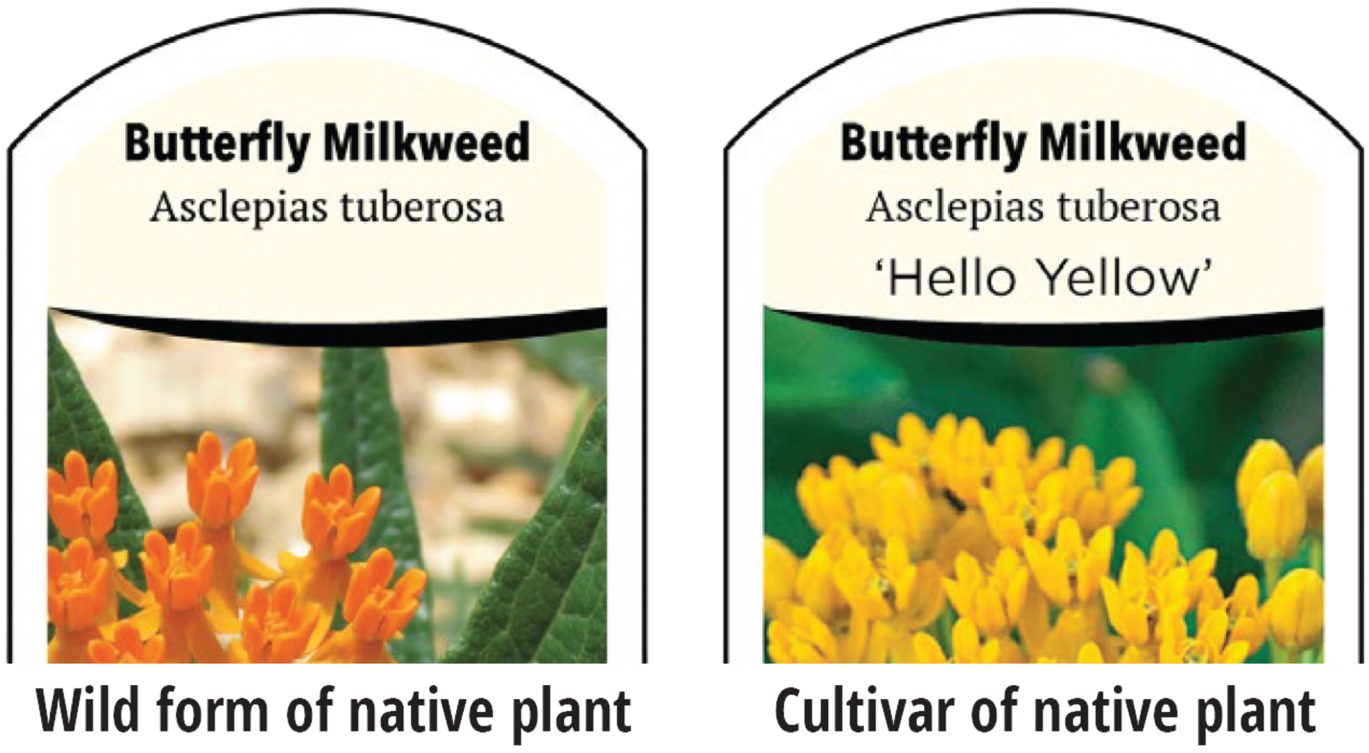 The image shows two labels for Butterfly Milkweed (Asclepias tuberosa): the wild form with orange flowers and the cultivar 'Hello Yellow' with yellow flowers.