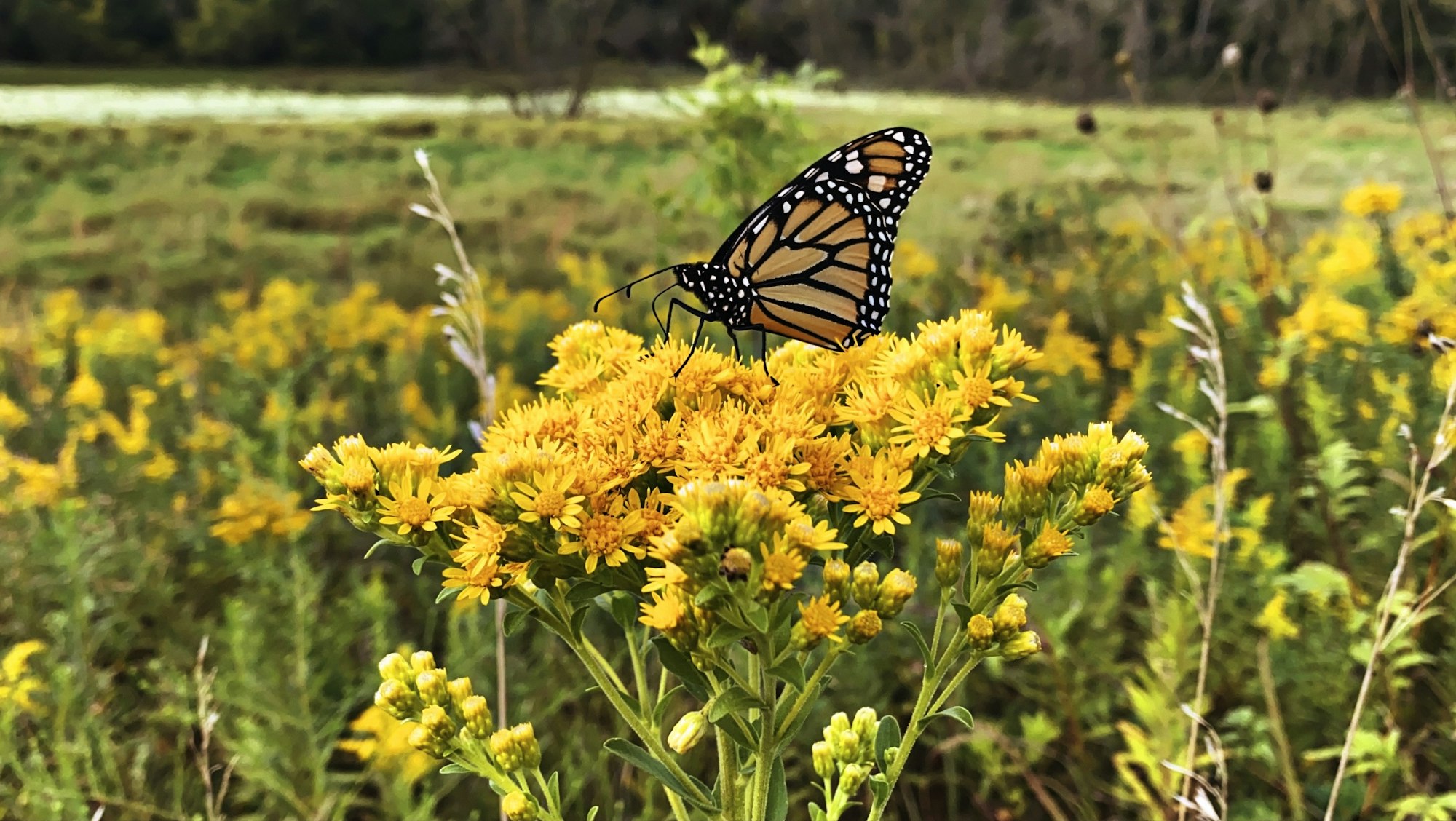 A monarch butterfly on yellow flowers with a green field in the background.