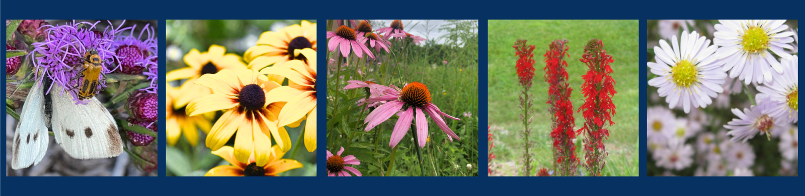 Five close-up shots of different flowers: purple with insects, yellow daisies, pink coneflowers, red spikes, and white asters.