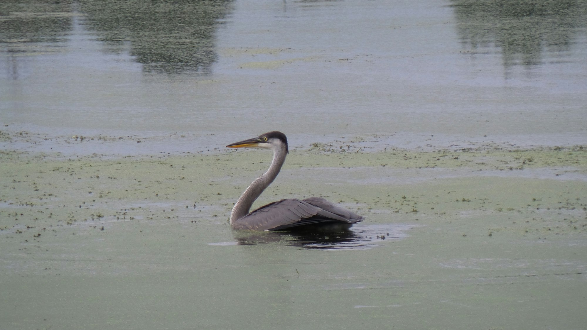 A heron stands in a green algae-covered pond.