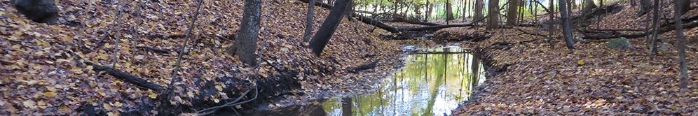 A woodland scene with a water stream, fallen leaves, and bare trees.