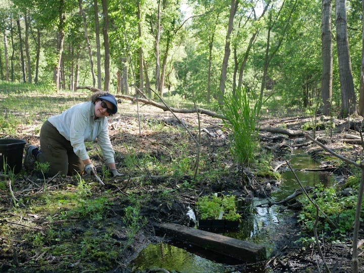 A person planting in a wetland area, surrounded by trees and a small stream.