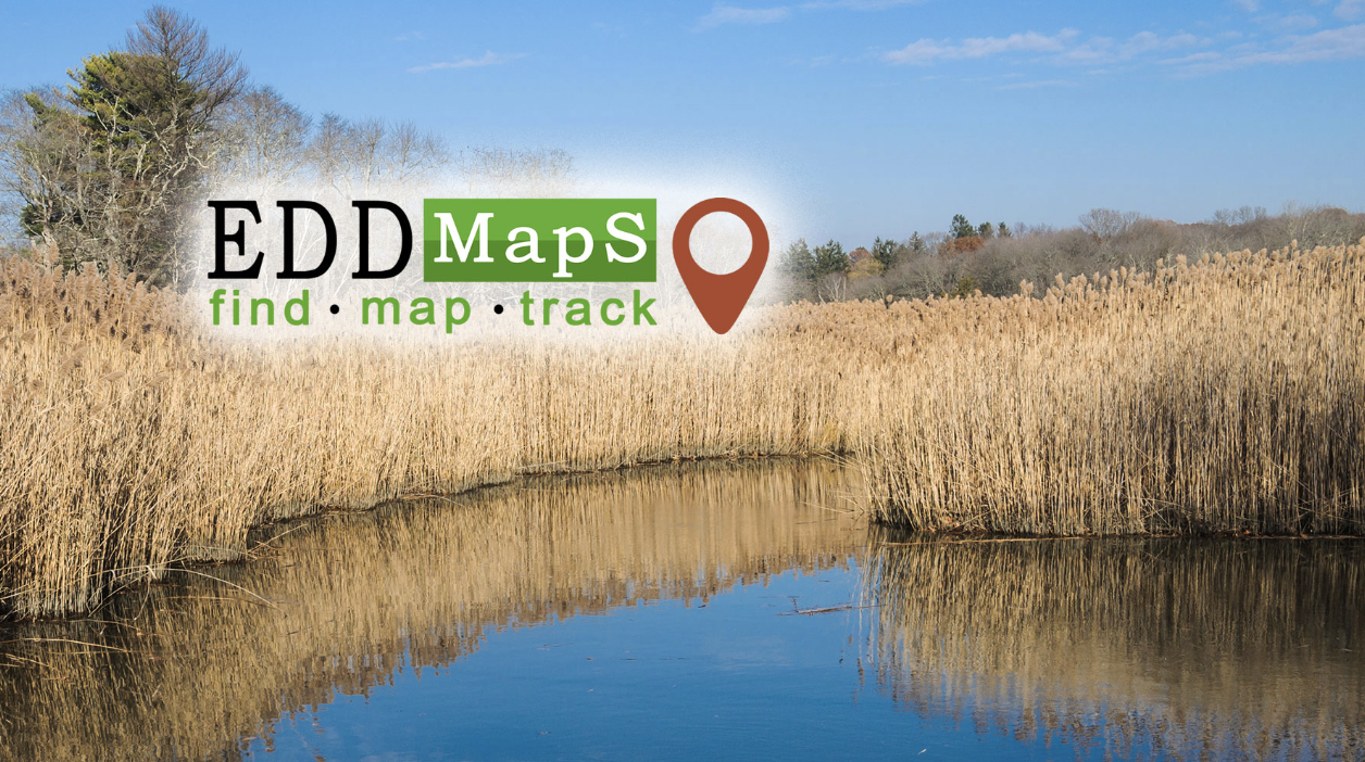 A wetland scene with tall reeds, clear skies reflected in water, with the logo "EDDMapS - find · map · track".