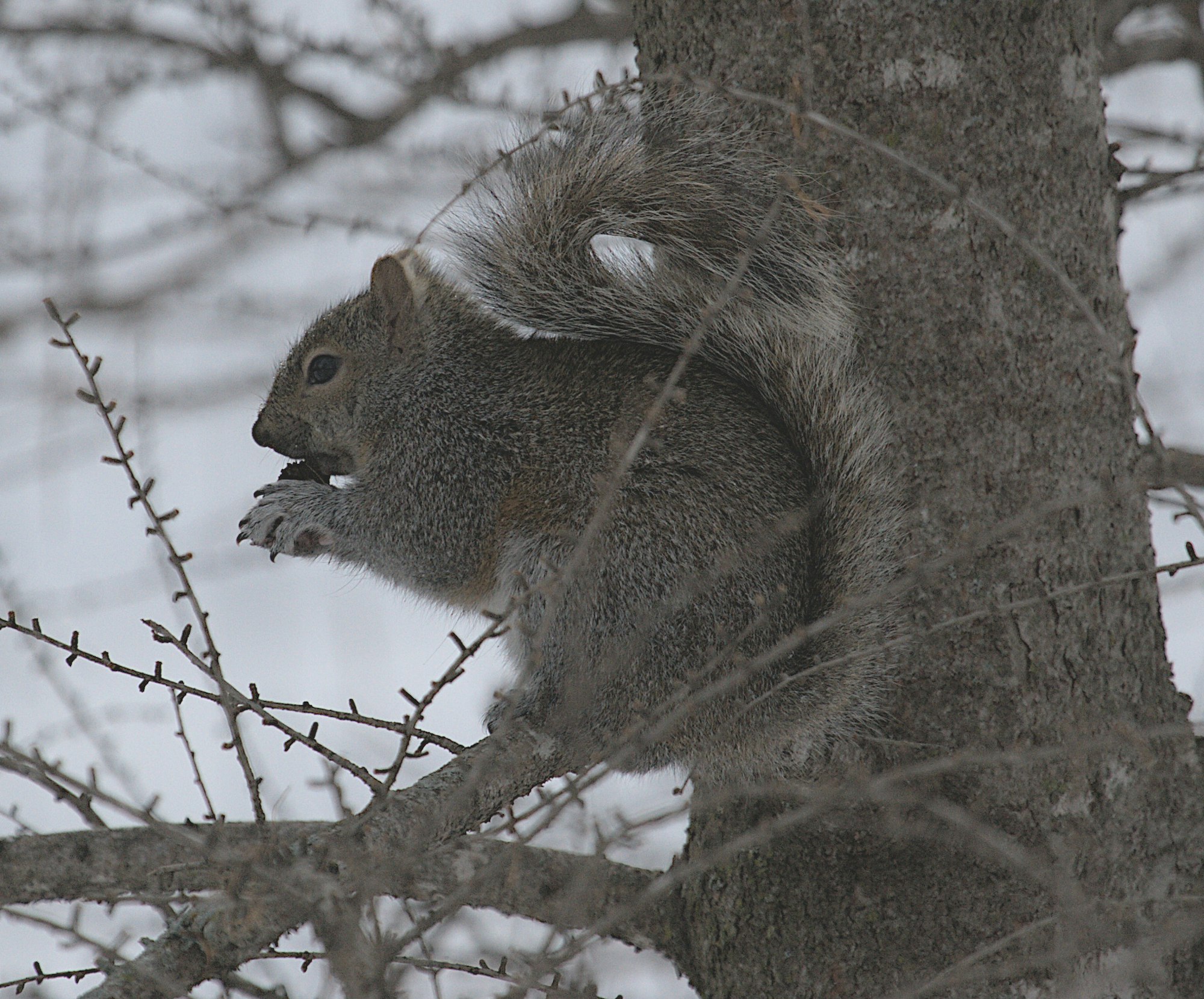 A squirrel eating a nut while sitting on a tree branch in a snowy environment.