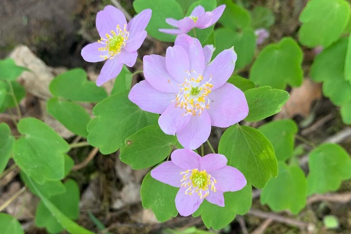 A close-up of three delicate purple flowers with green leaves and a blurry background.