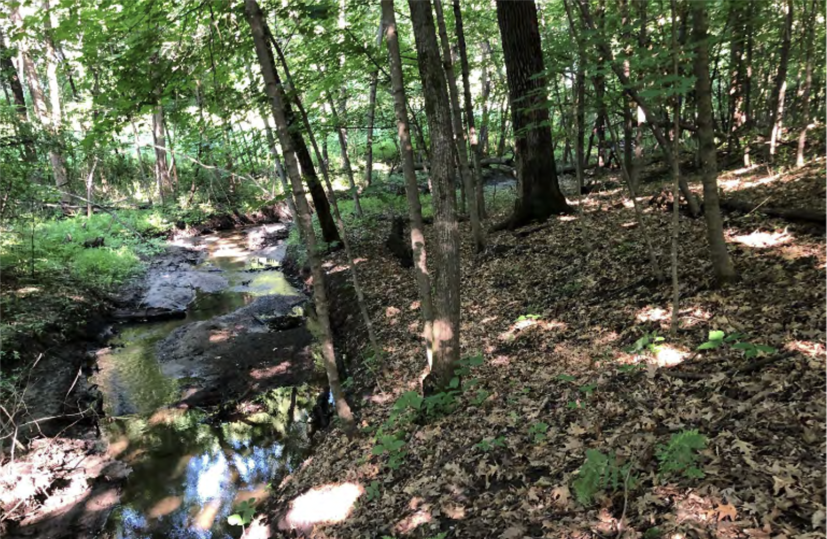 A serene forest scene with a small stream, sunlit leaves, and diverse trees.