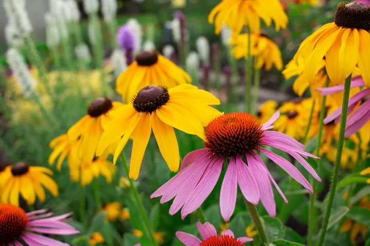 A vibrant garden scene featuring yellow and pink flowers, showcasing their colorful petals and lush green foliage.