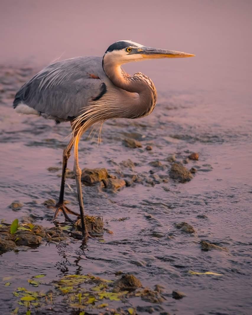 A great blue heron stands in shallow water at twilight.