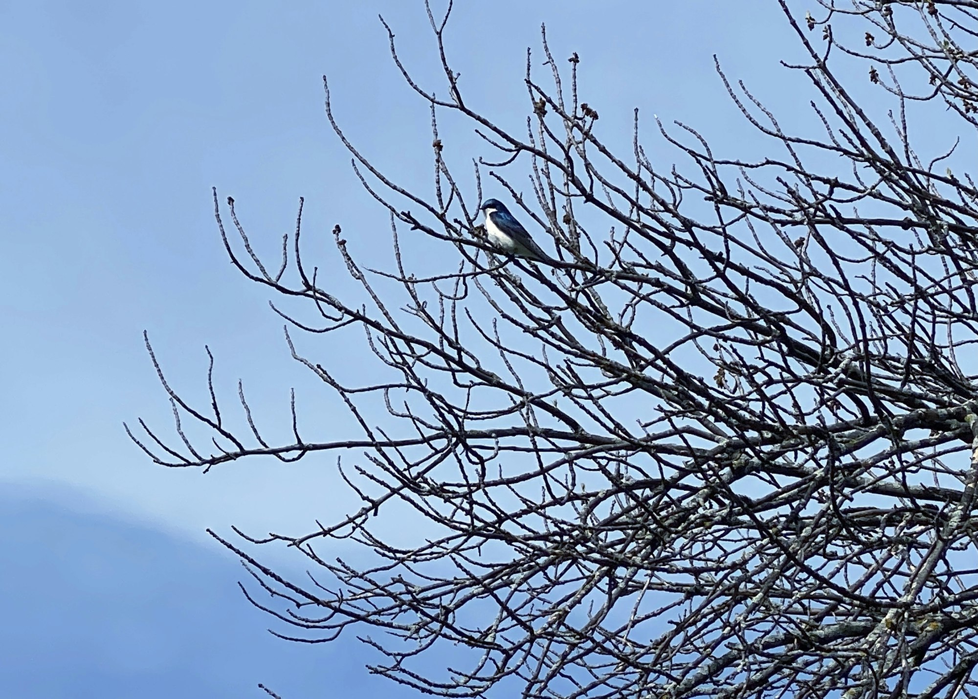A bird perched on bare branches against a clear blue sky.