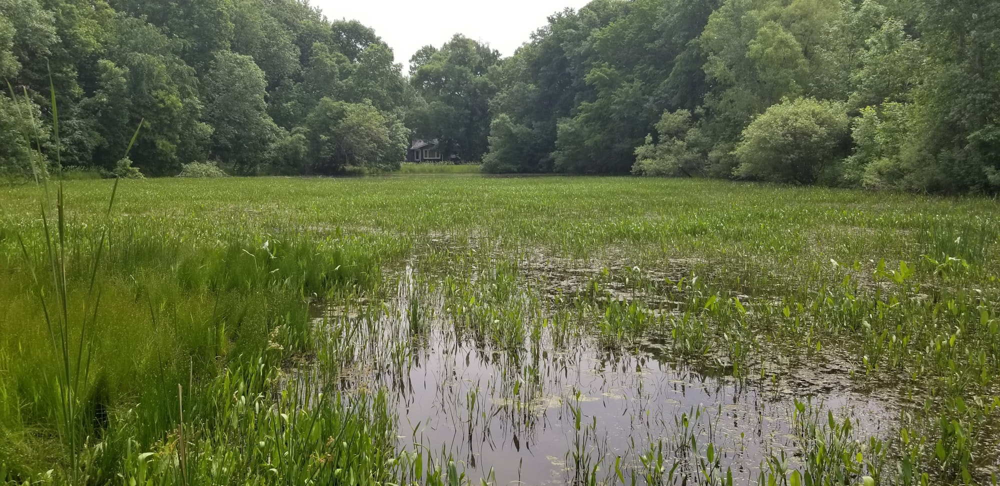 A lush wetland with dense greenery and a house peeking through trees in the background.