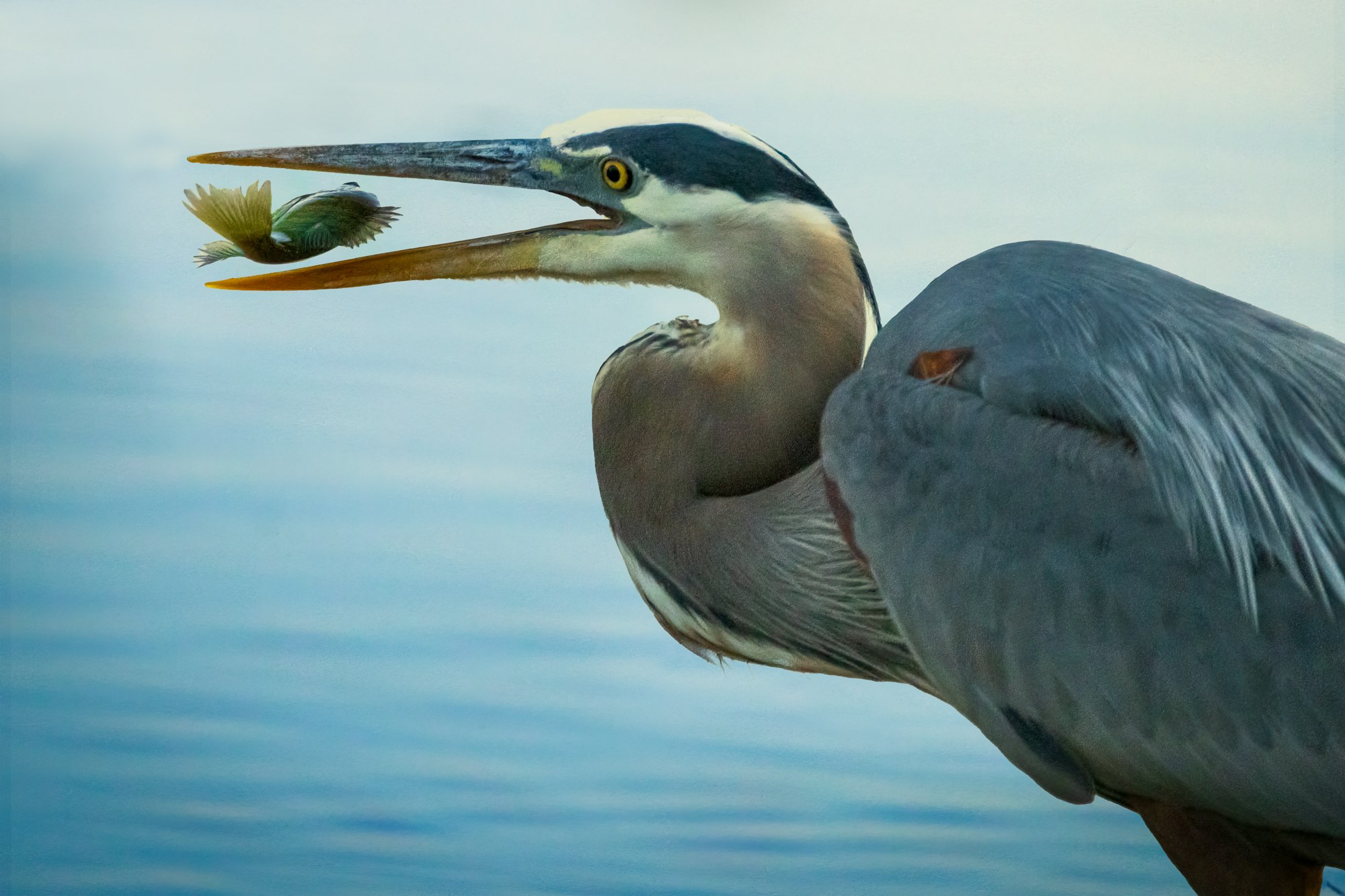 A heron with a fish in its beak.