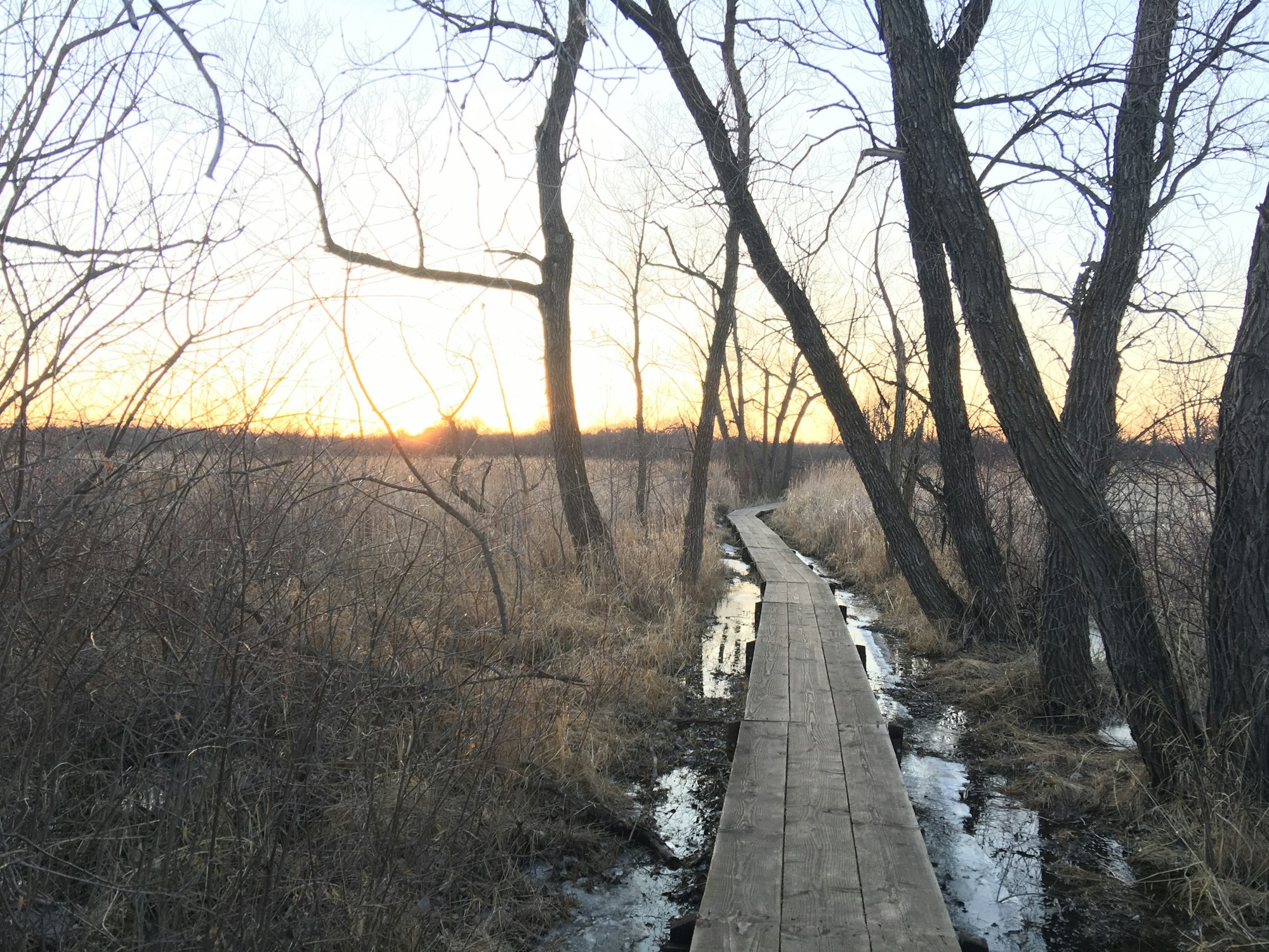 A wooden boardwalk through leafless trees during sunset.