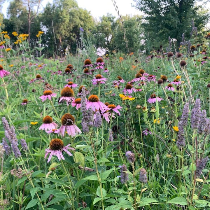A vibrant wildflower field featuring pink echinacea, yellow blooms, and various green plants under a clear sky.