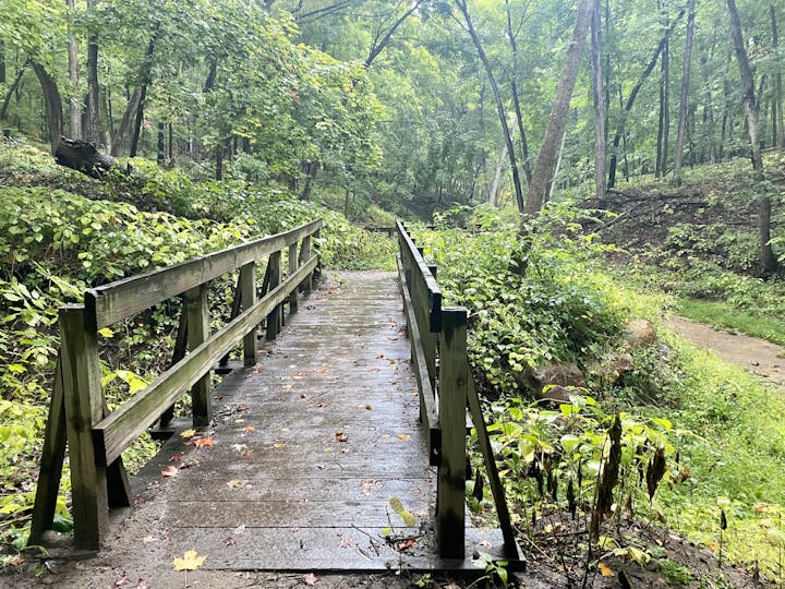 A wet wooden bridge in a green, lush forest with fallen leaves.