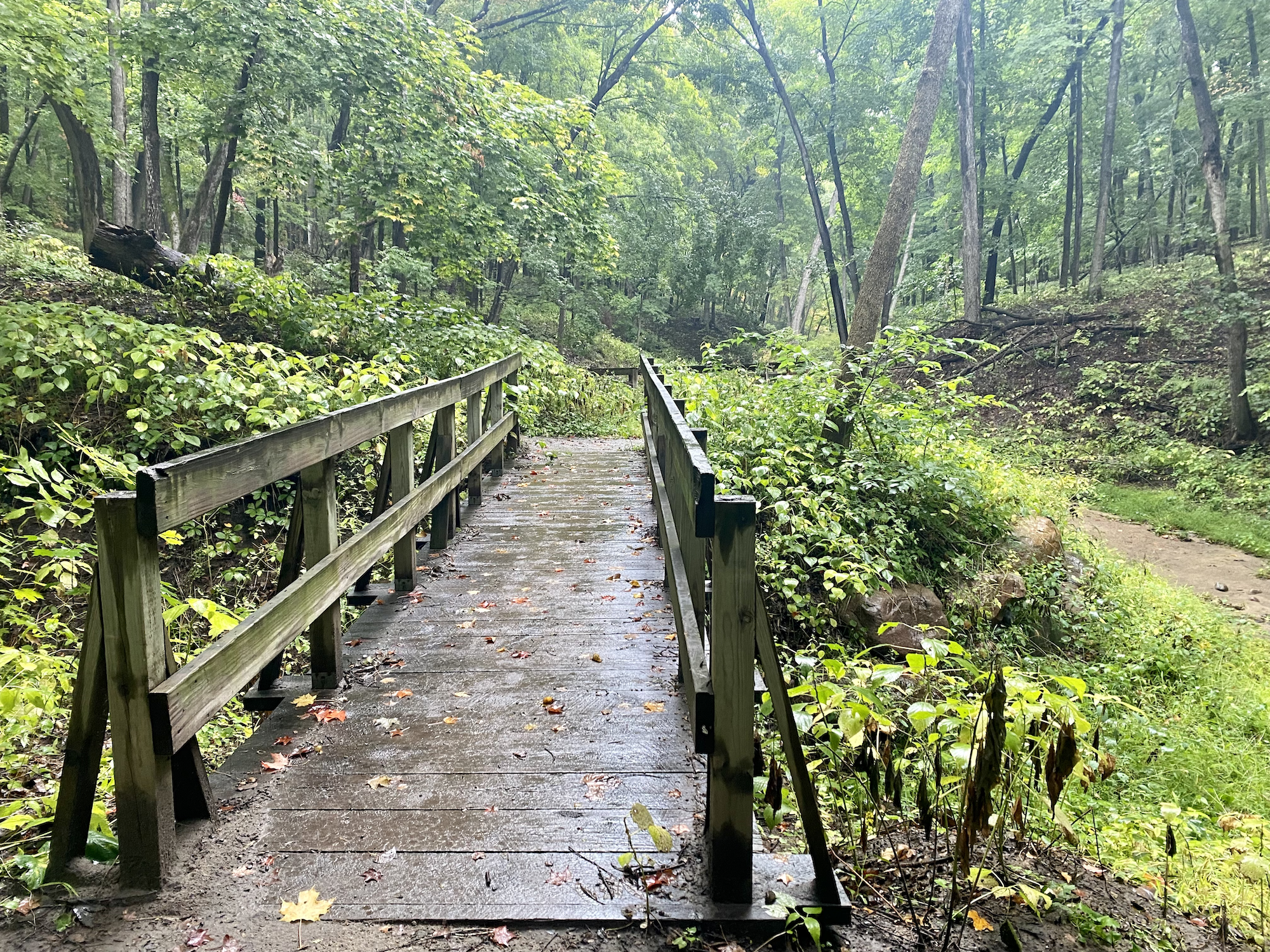 A wet wooden bridge in a green, lush forest with fallen leaves.