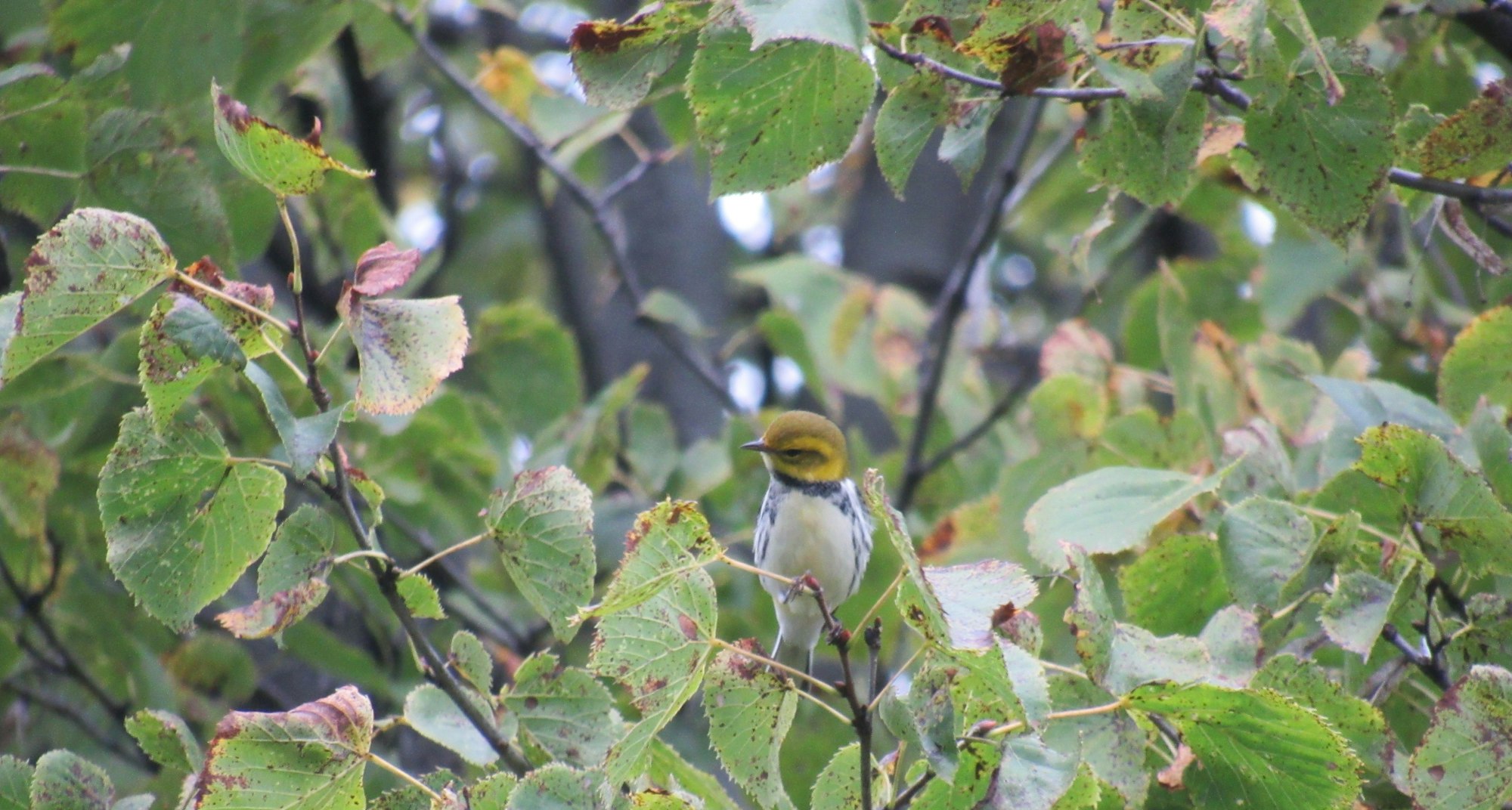 A bird with yellow and white plumage peeks out from green leaves.