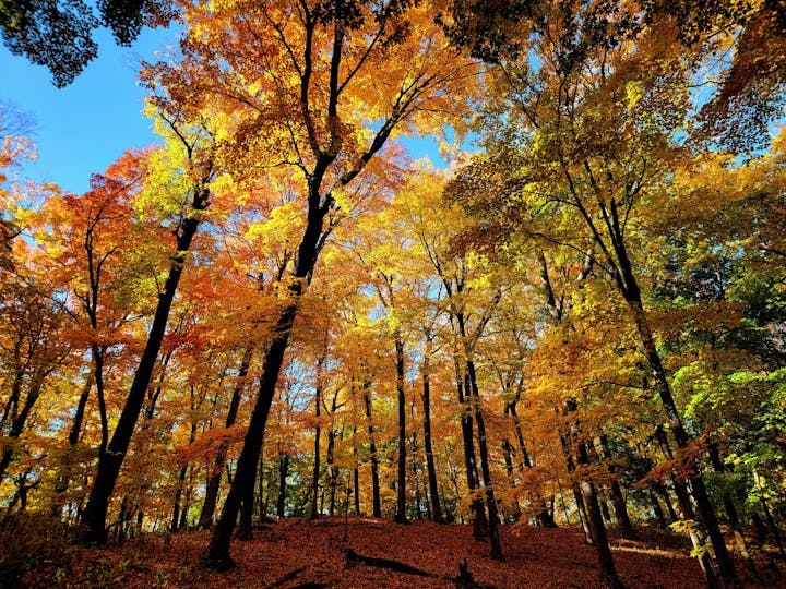 Forest with trees in vibrant fall colors, including yellow, orange, and red leaves, under a clear blue sky.