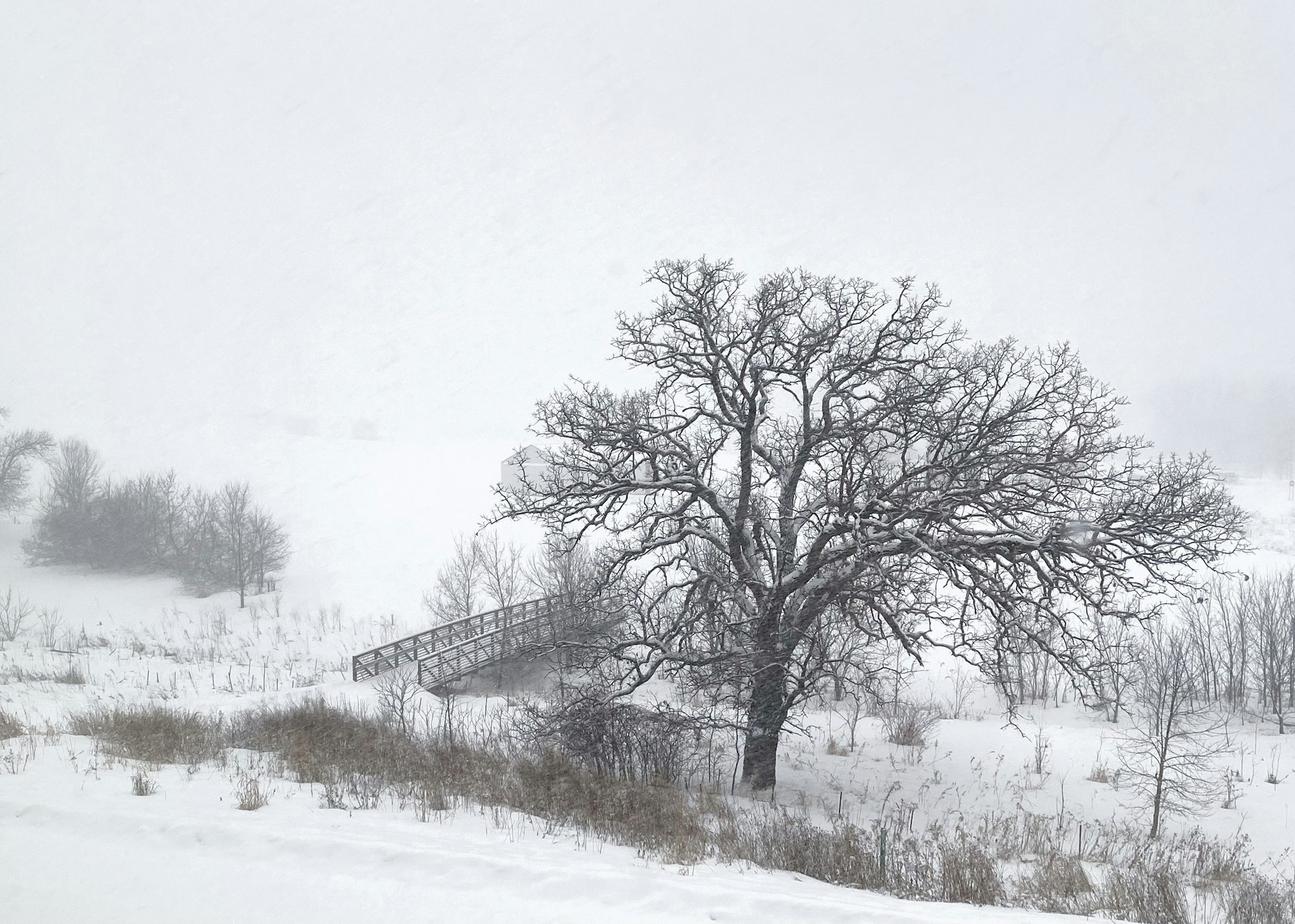 A snowy landscape with a bare tree and a bridge.