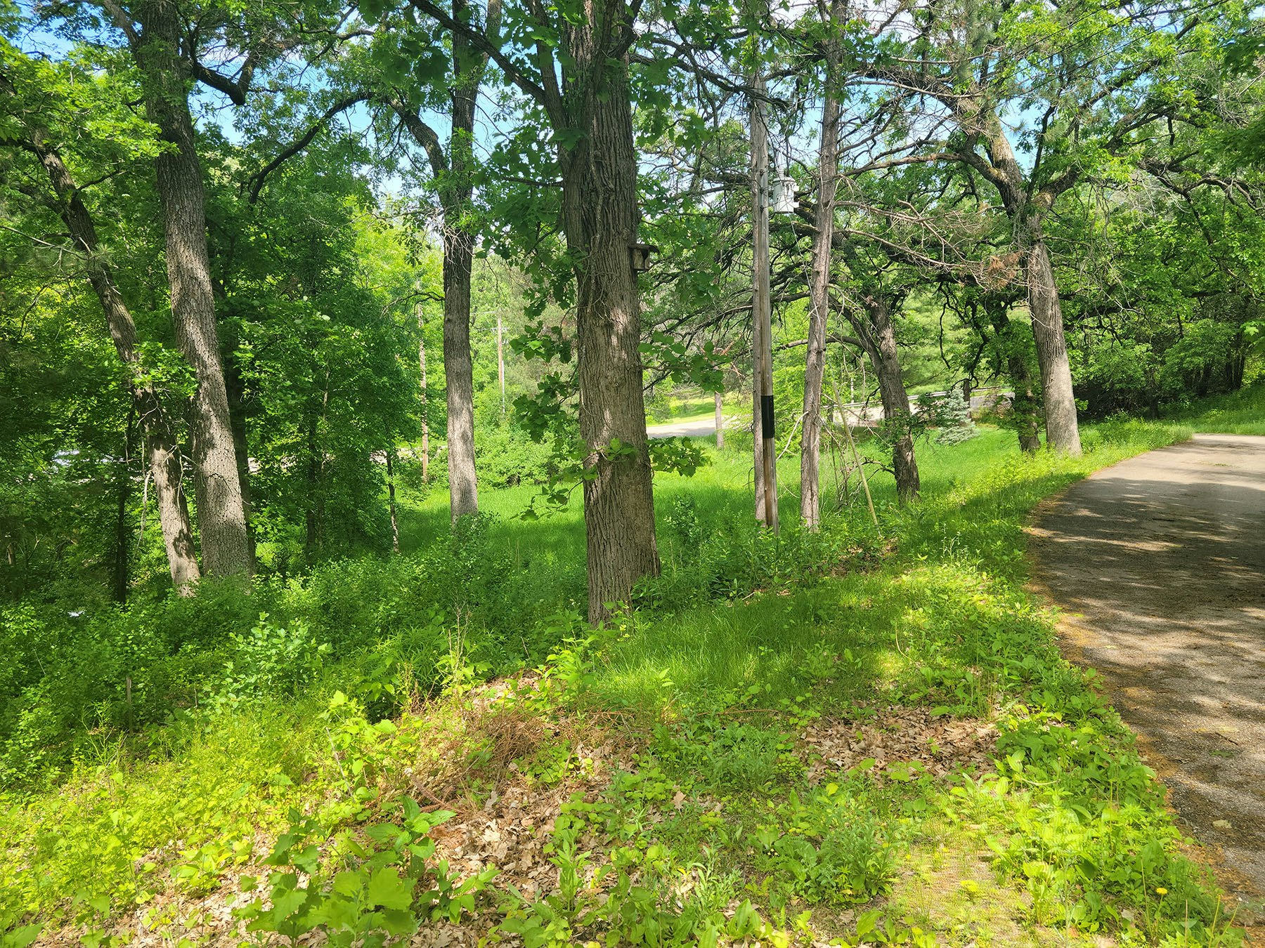 Lush green trees line a pathway with vibrant grass and foliage, creating a serene, natural landscape on a sunny day.