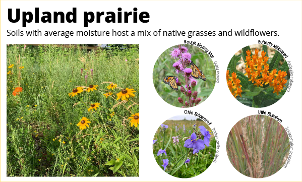 Educational poster of an upland prairie ecosystem, showing native grasses, wildflowers, and a butterfly.