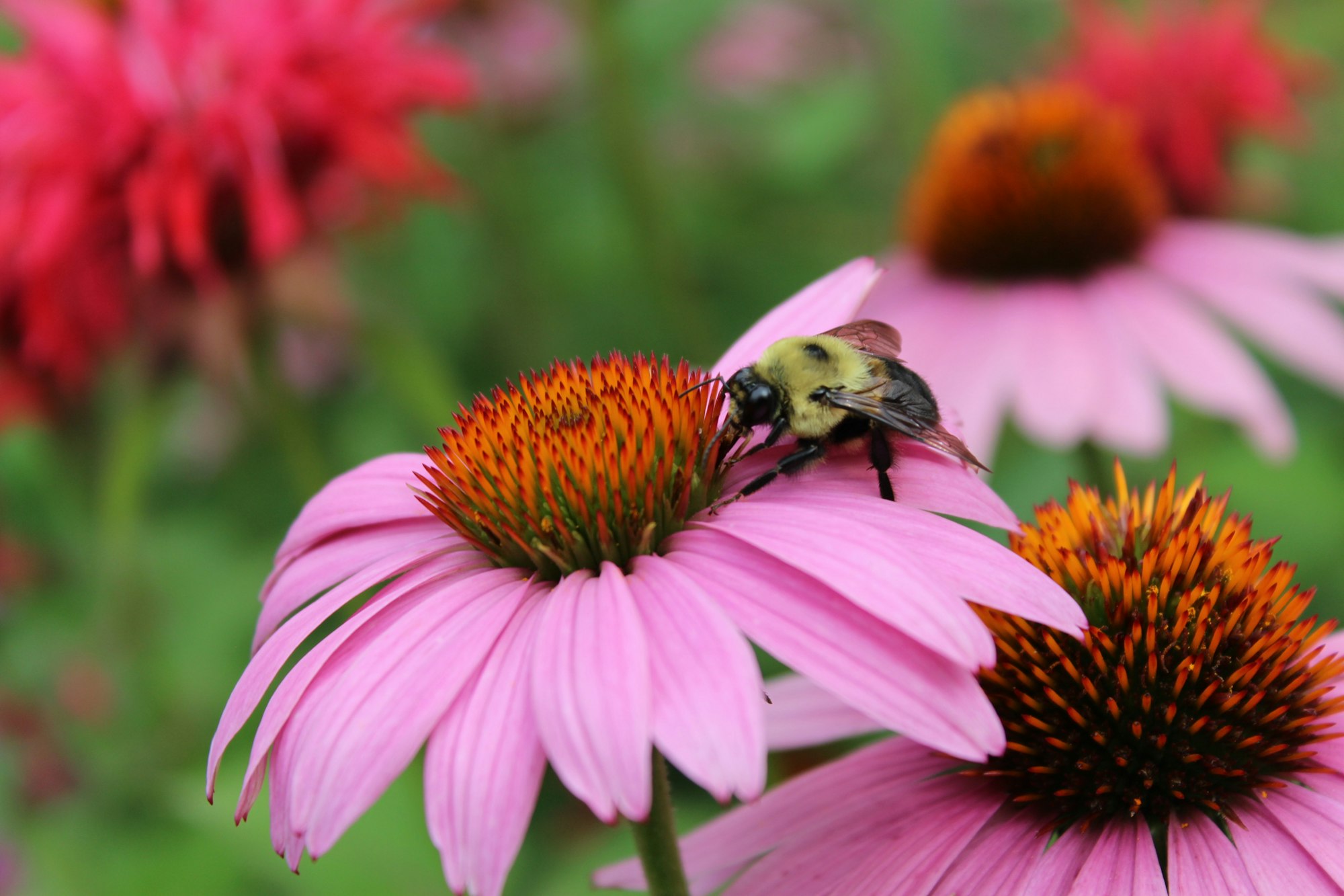 A bumblebee on a pink echinacea flower with more flowers in the background.