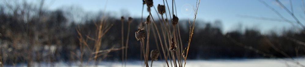Dry plants in the foreground with a snow-covered field and trees in the background under a blue sky.
