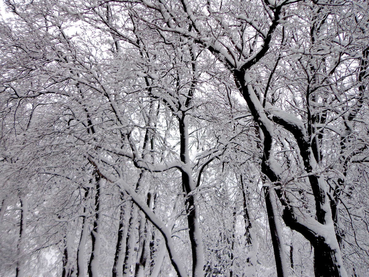 Snow-covered trees creating a wintry, white forest landscape.