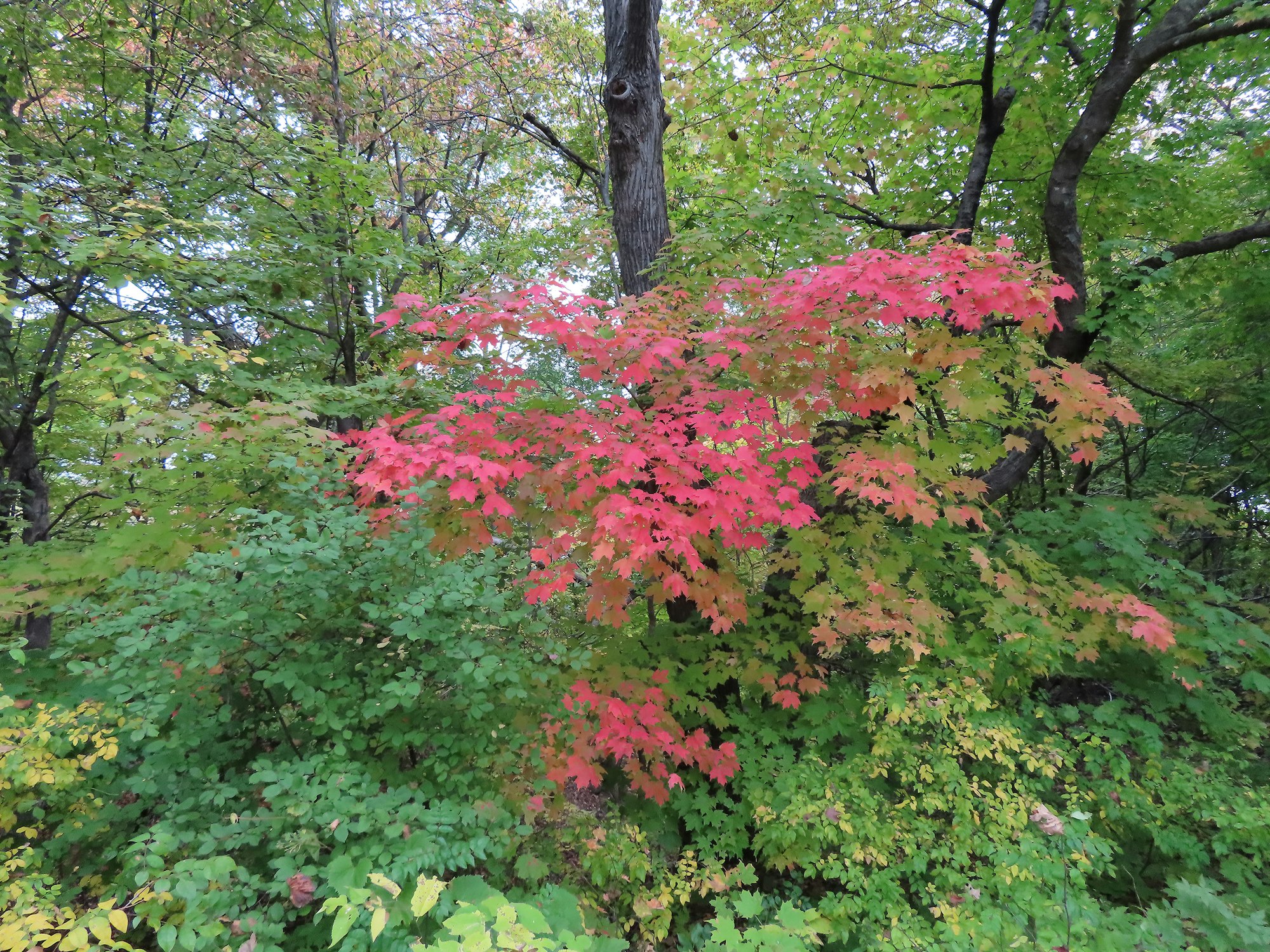Autumn leaves in shades of green, yellow, and red among trees.