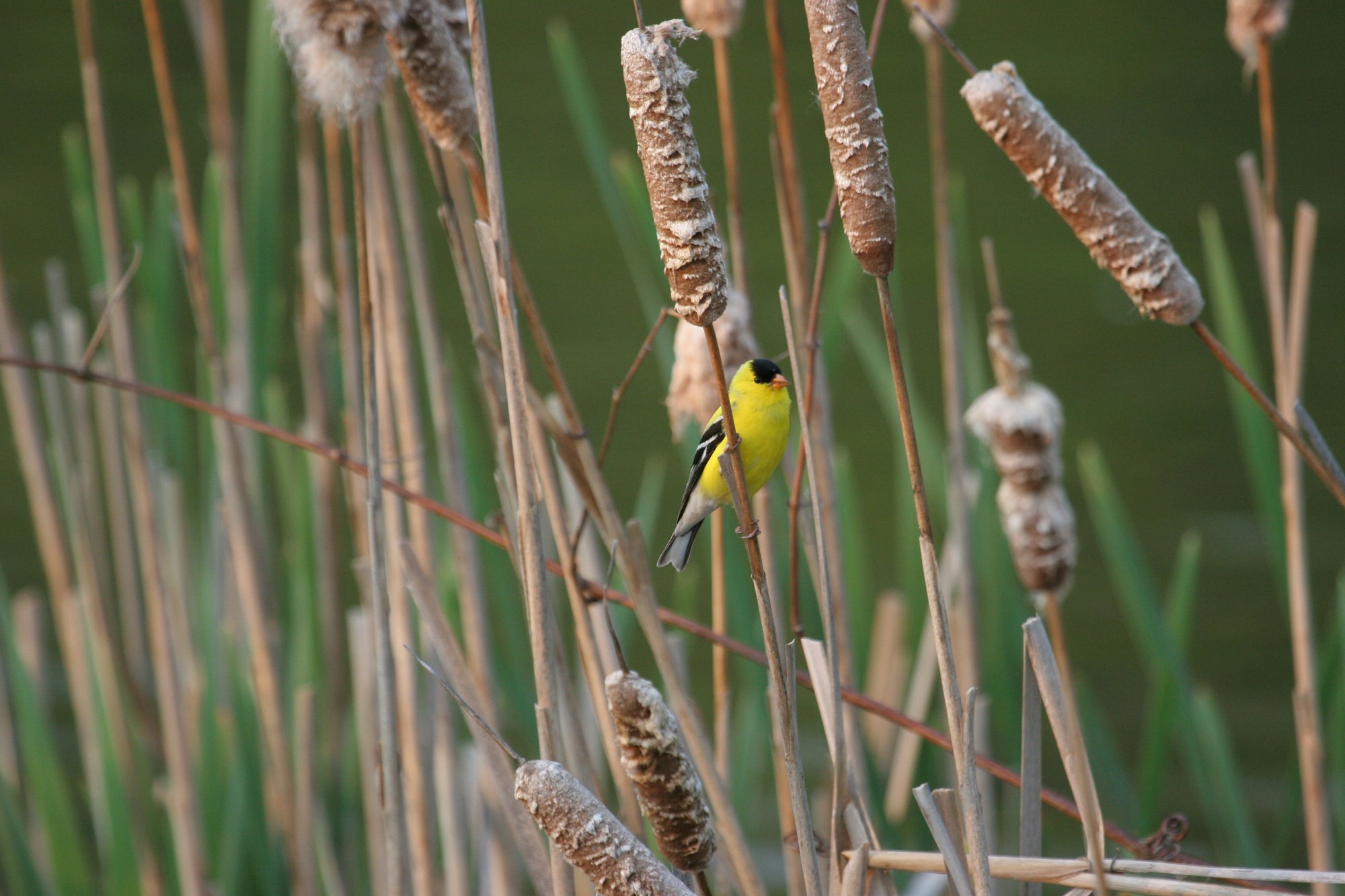 A yellow bird perched on reeds with cattails.