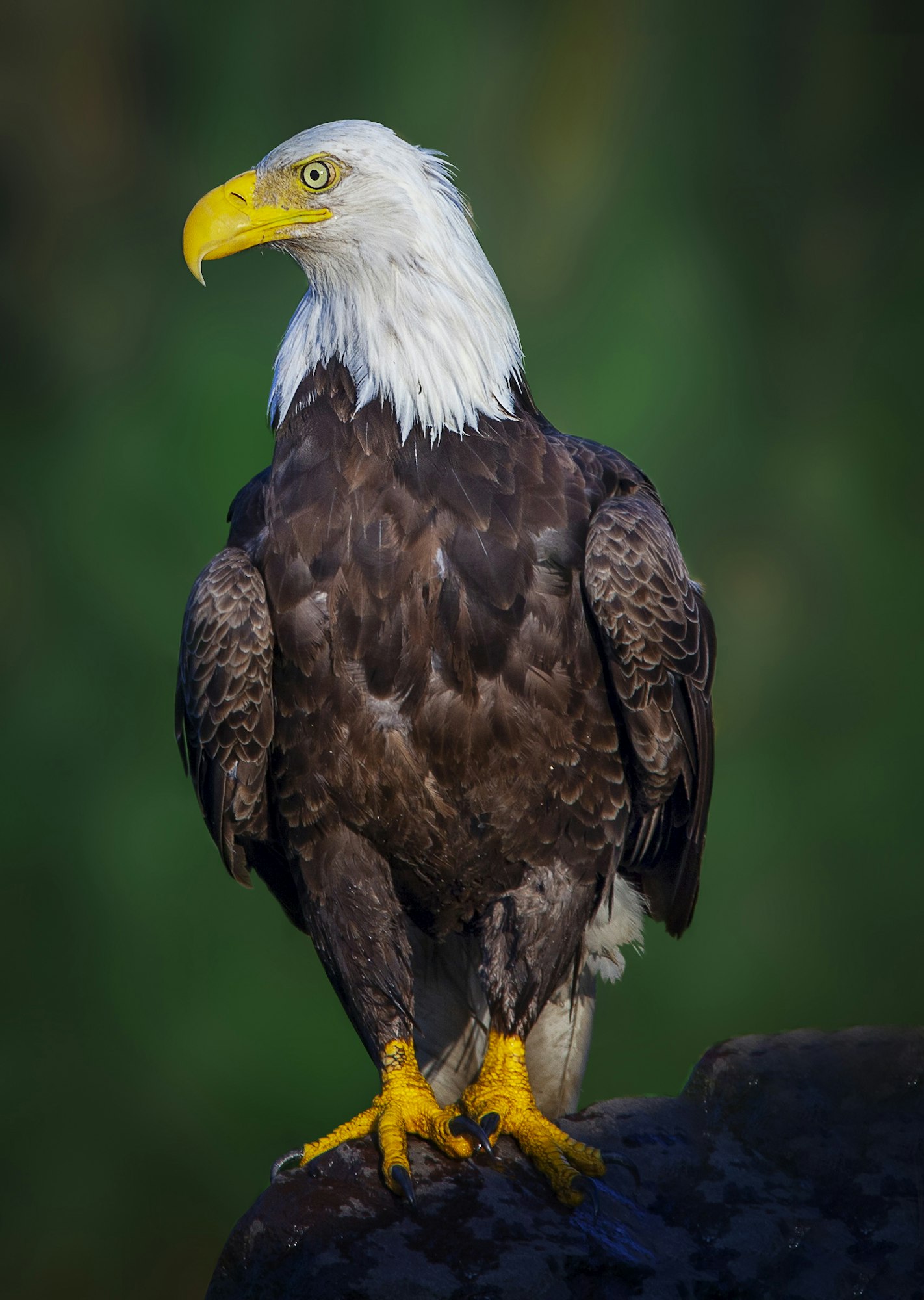 An eagle perched, with a sharp yellow beak and intense eyes.