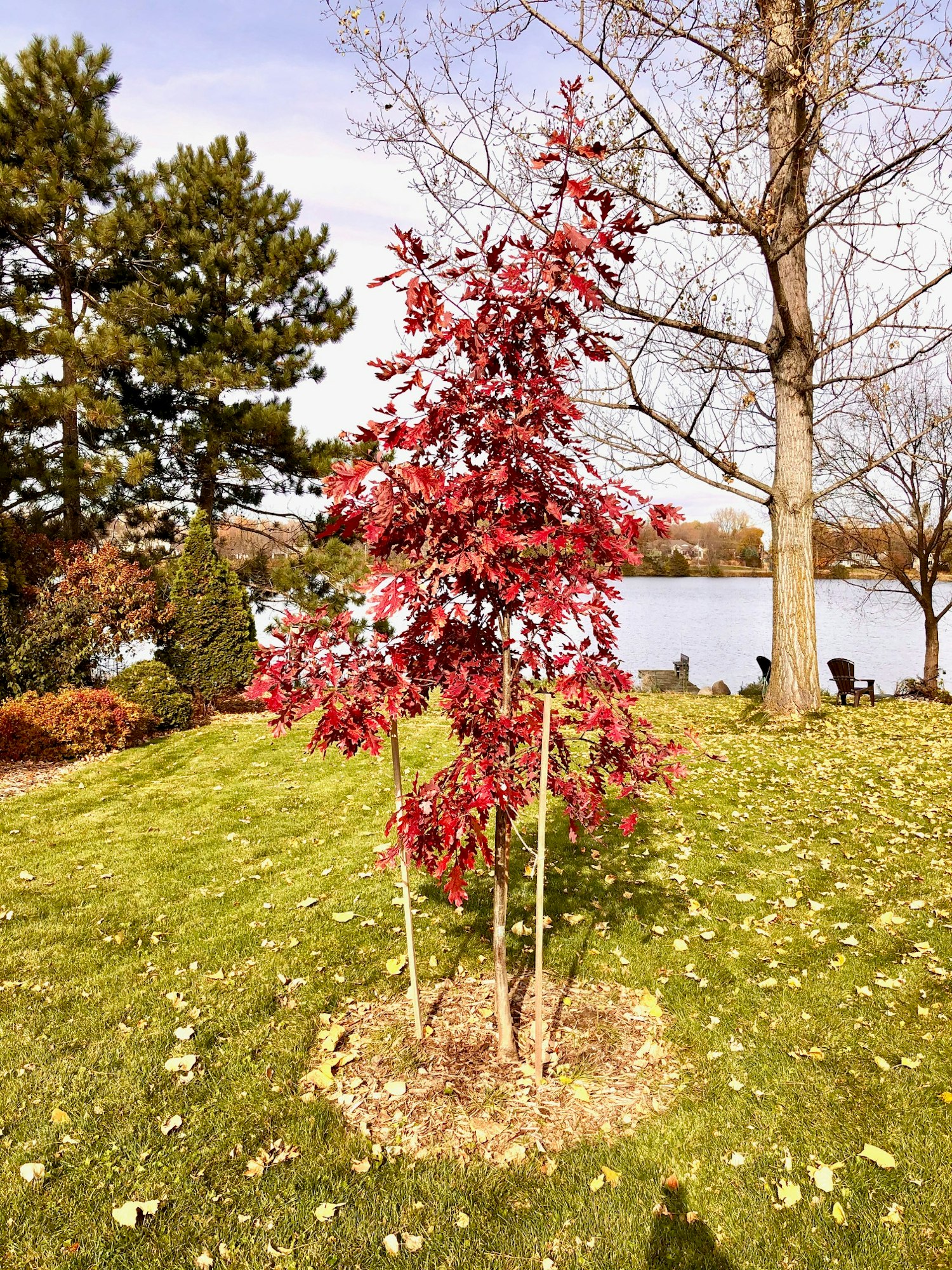 A young red-leafed tree staked for support, with other trees, grass, fallen leaves, and a lake in the background.