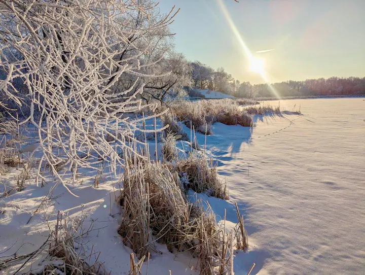 A frost-covered landscape with trees, snow-covered ground, and a bright sun in a clear sky.