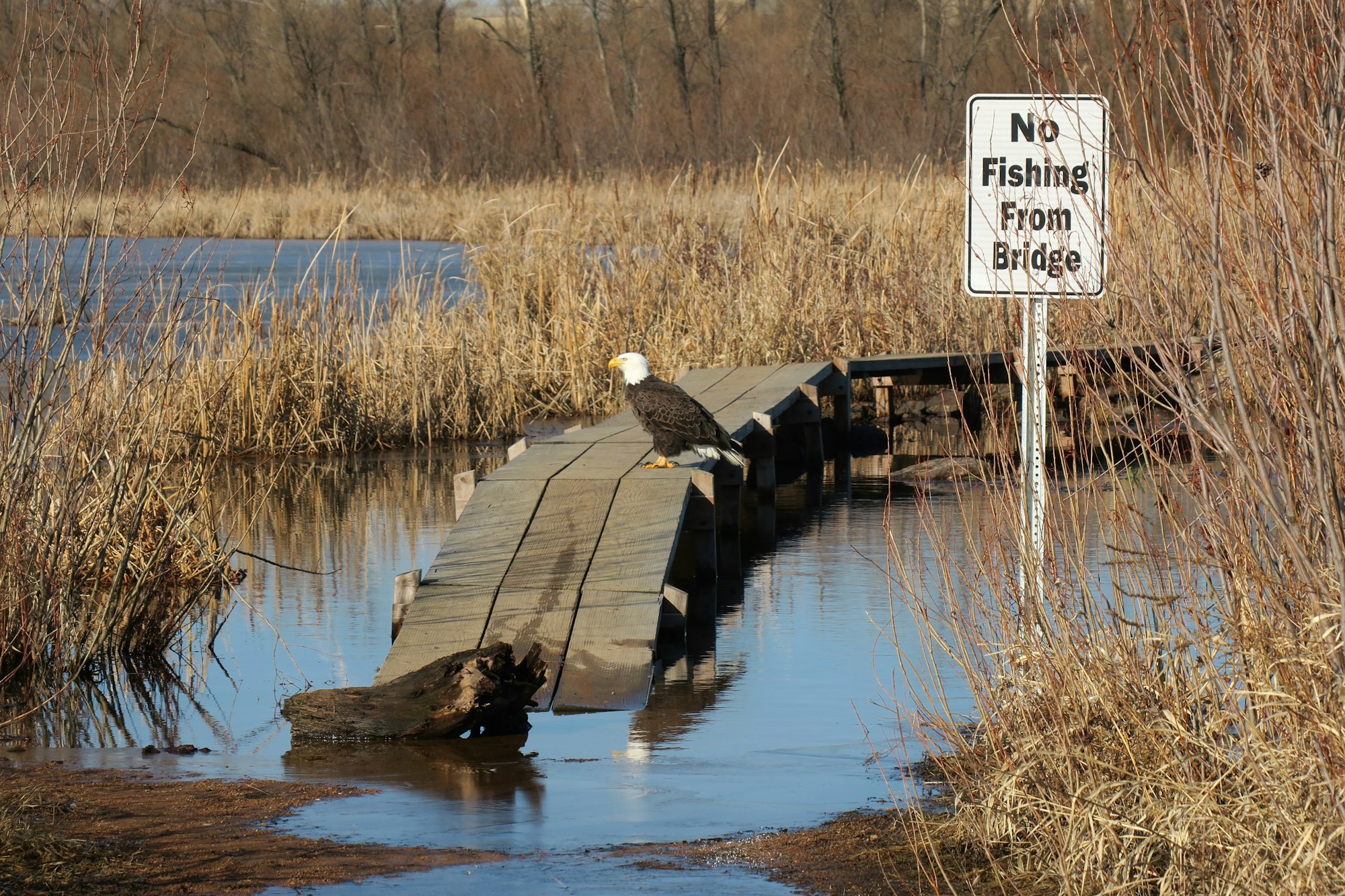 A bald eagle sits on a dock beside a "No Fishing from Bridge" sign, surrounded by water and reeds.