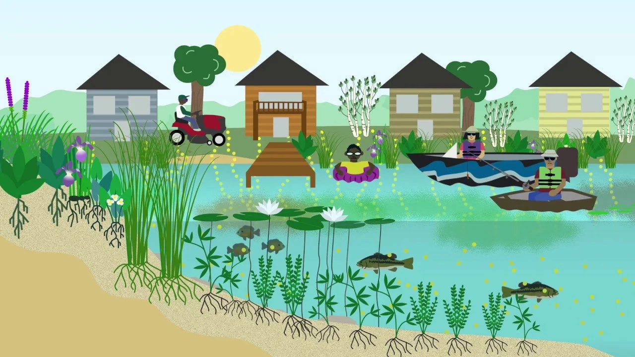 Illustration of a sunny lake scene with people fishing, a person on a tractor, houses, plants, and aquatic life.