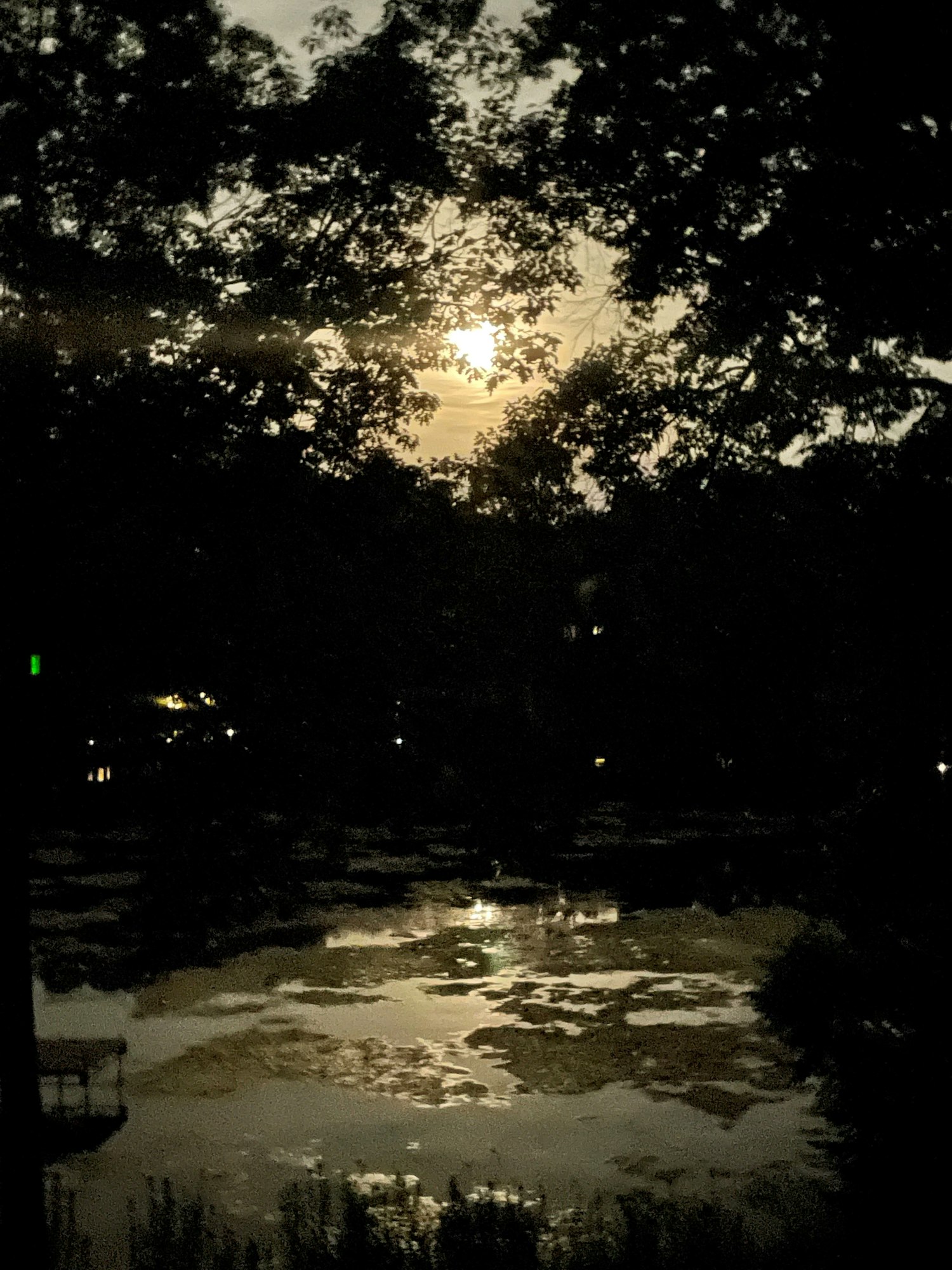 A nocturnal scene with a bright moon, silhouetted trees, and a reflective water surface.