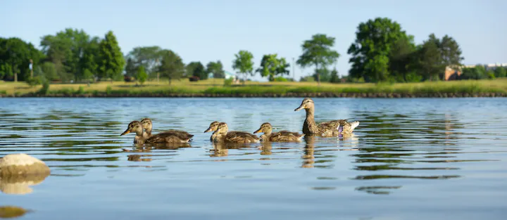 Ducks swimming on a calm lake with trees in the background.