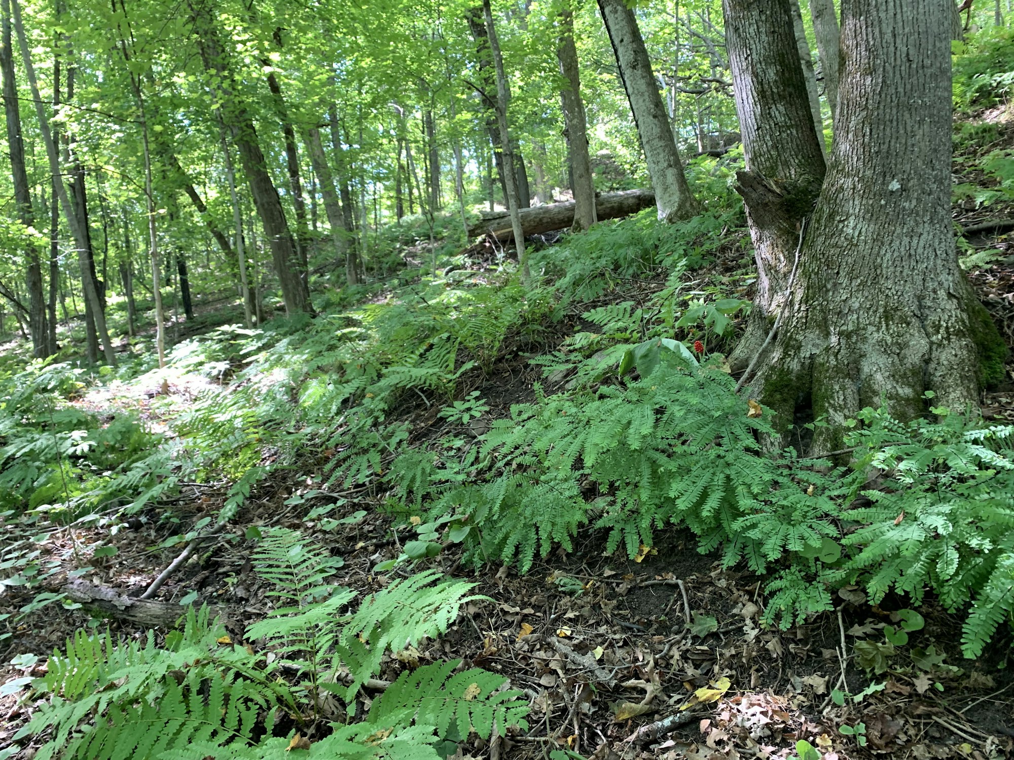 May contain: plant, tree, fern, vegetation, tree trunk, land, nature, outdoors, woodland, and grove