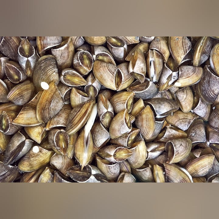 A pile of brown, textured clam shells.