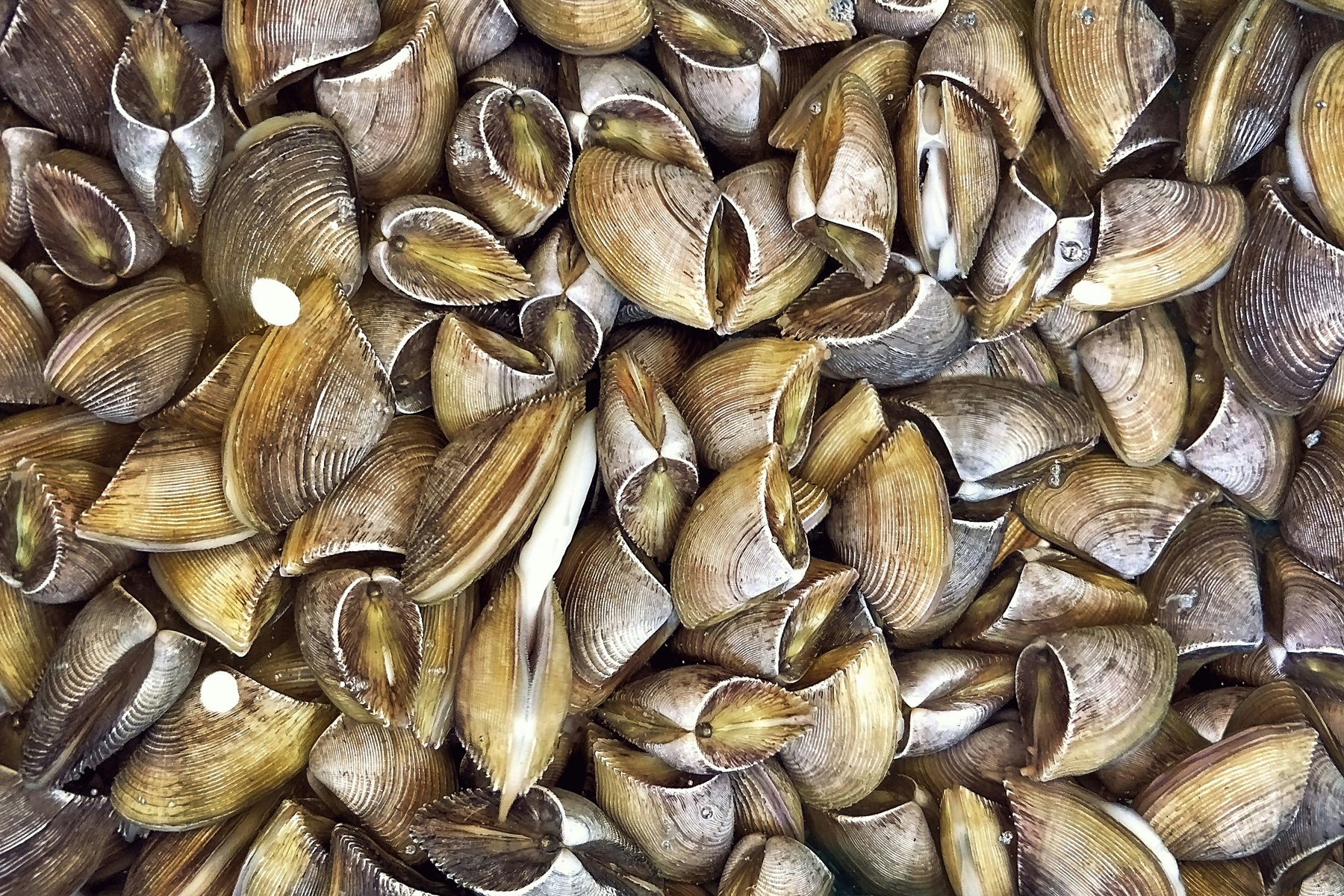A pile of brown, textured clam shells.