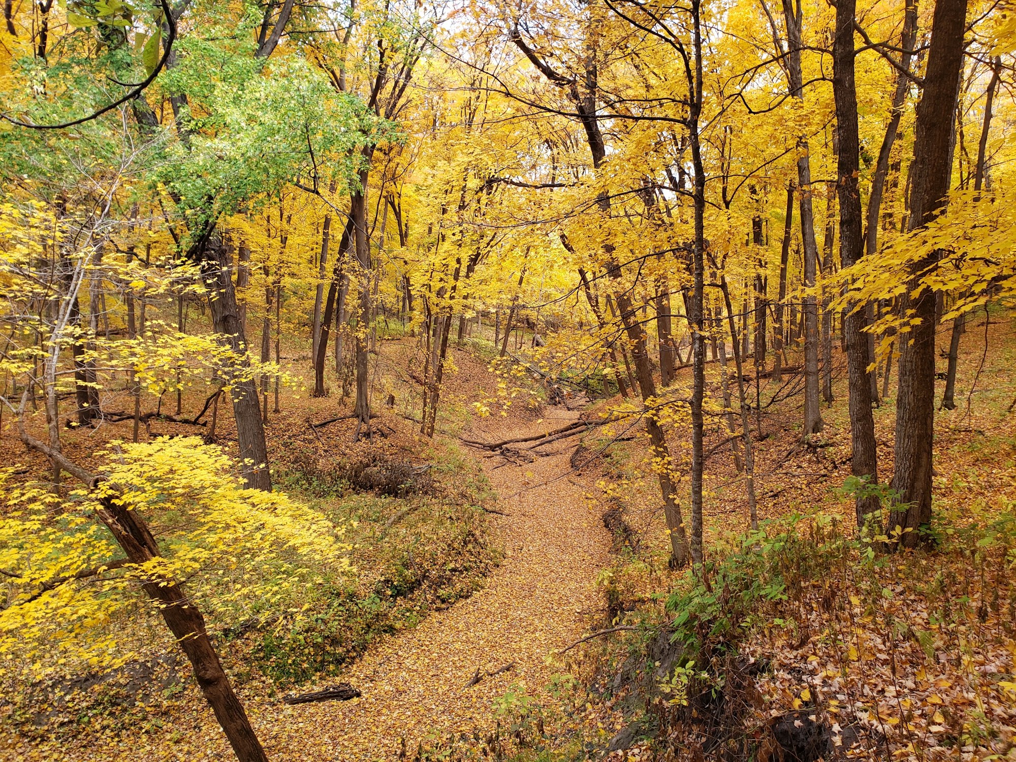 A vibrant autumn forest with a carpet of fallen yellow leaves.