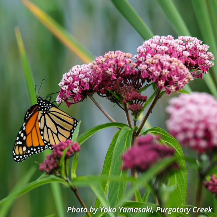 Butterfly perched on clusters of pink flowers, surrounded by green leaves and blurred background.