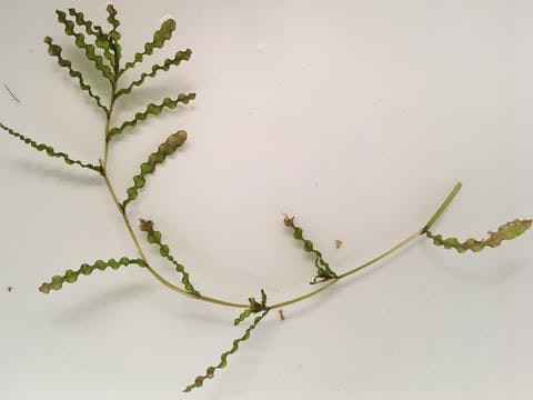 A fern leaf on a plain background.