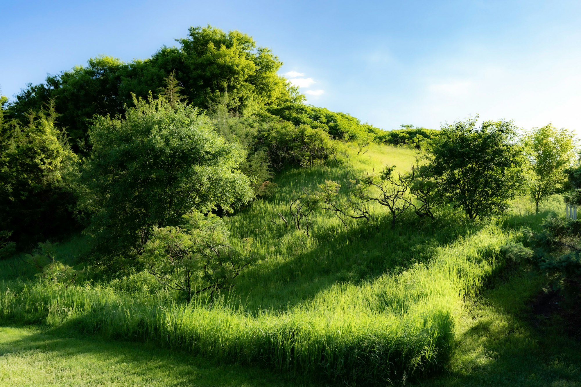 Lush greenery, trees, and grass under a clear sky.