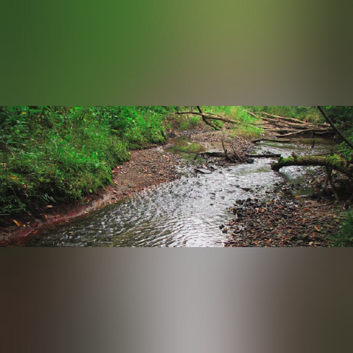 A tranquil stream winding through a lush forest with fallen logs and vibrant green foliage.