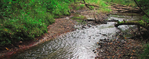 A tranquil stream winding through a lush forest with fallen logs and vibrant green foliage.