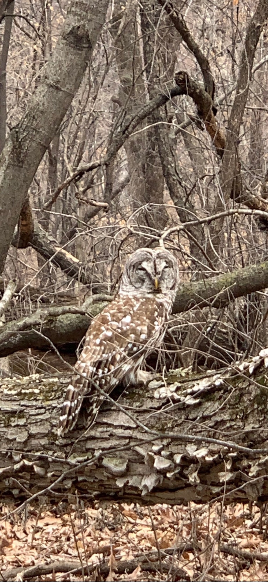 An owl perched on a fallen log in a woodland setting.