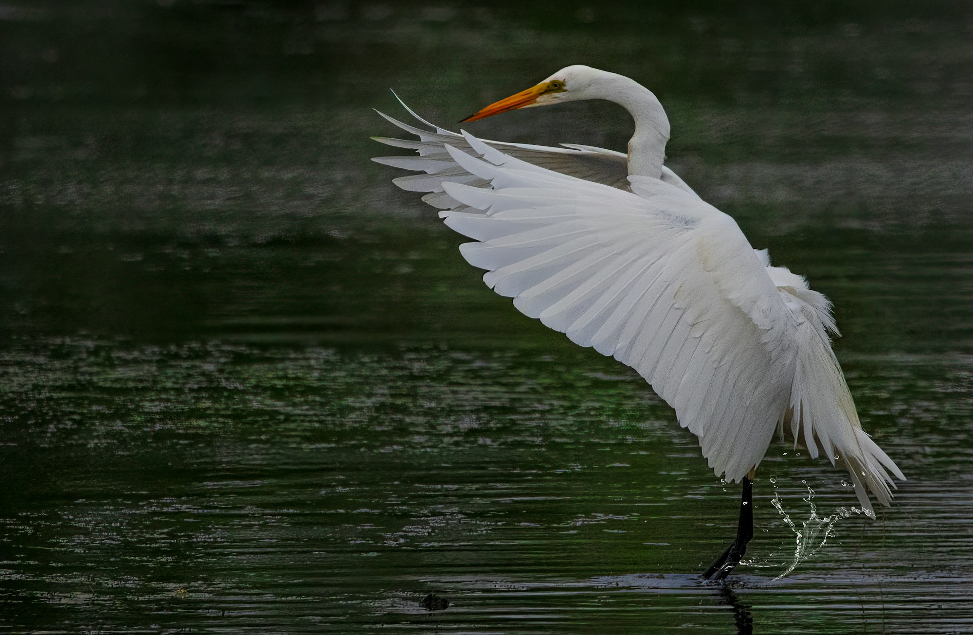 A Great Egret with spread wings standing in water.
