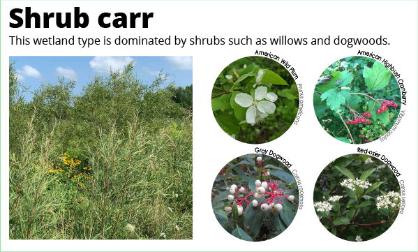 An educational poster about shrub carr, a wetland type, showing vegetation and shrubs like willows and dogwoods.