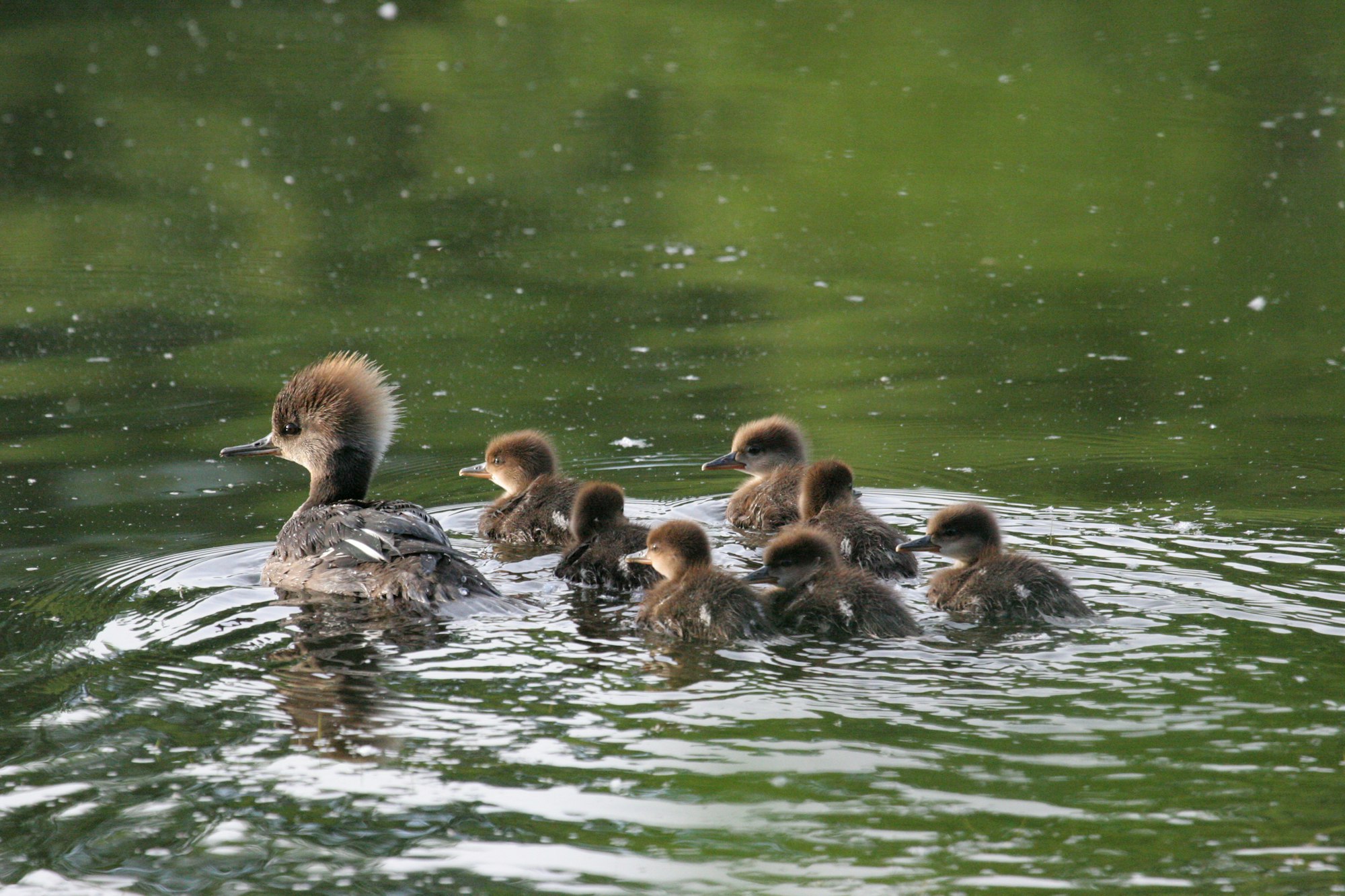 A mother duck swims with her ducklings in green water.