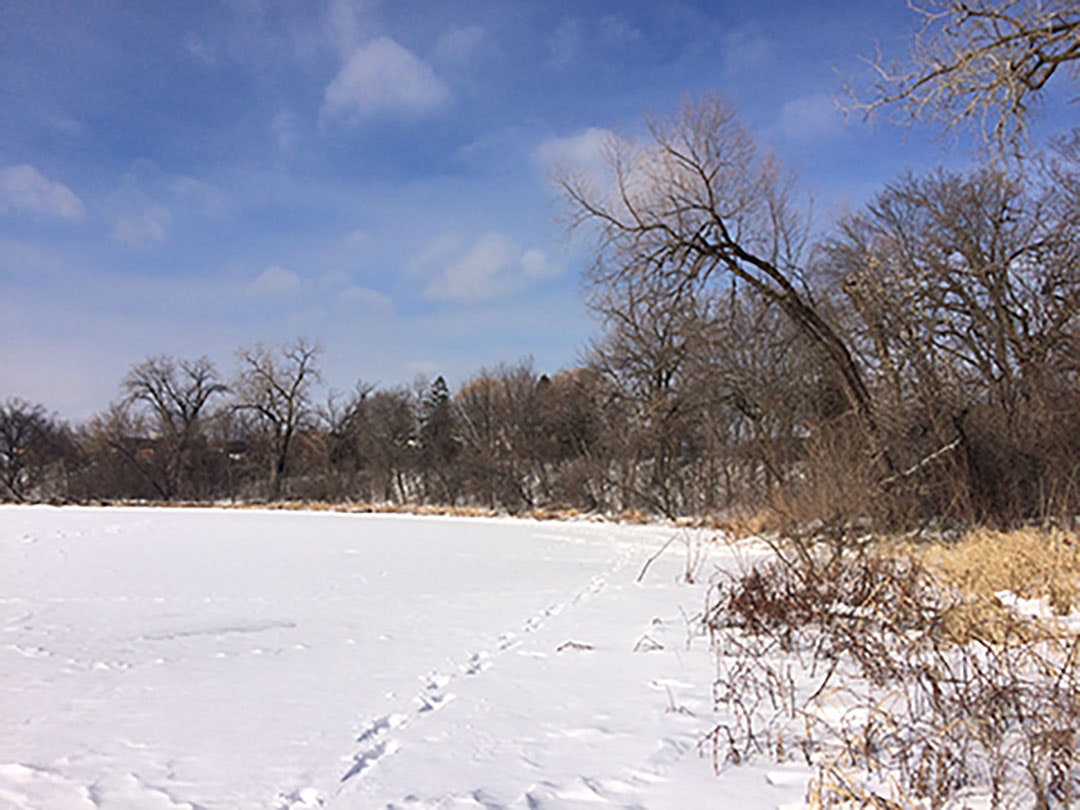 A snow-covered field with bare trees and a blue sky with clouds.